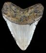 Megalodon Tooth - North Carolina #59190-2